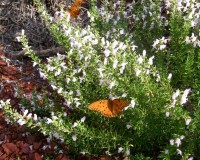 clinopodium georgianun narrow butterflies.jpg